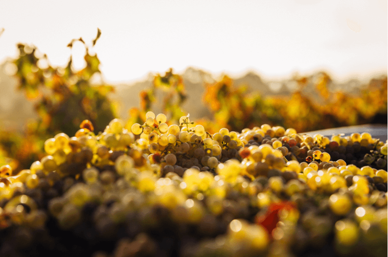 clusters of vines on the pile